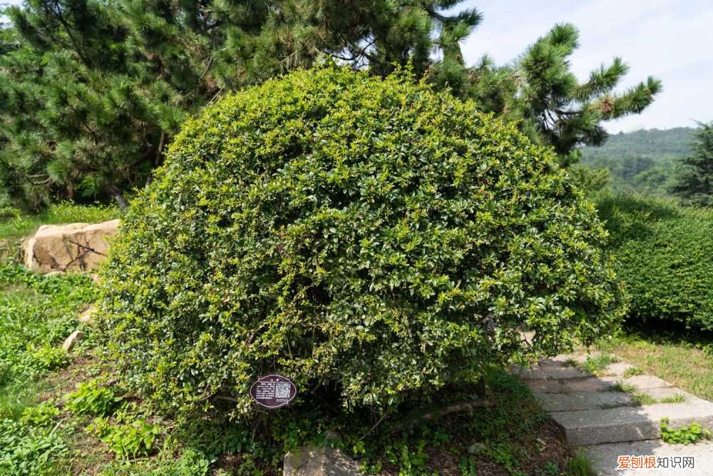 火棘盆景养殖方法 注意事项 火棘盆景养殖方法