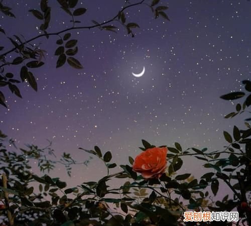 今晚月色很美是什么意思