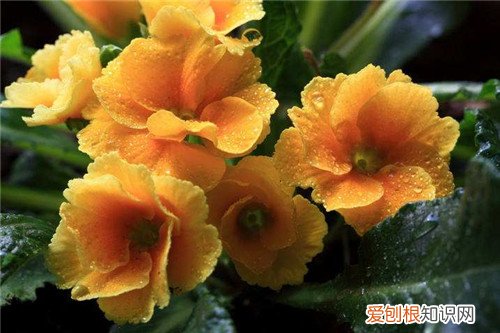 报春花花语是什么 报春花功效与作用有哪些