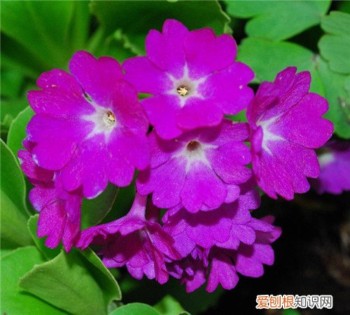 报春花花语是什么 报春花功效与作用有哪些