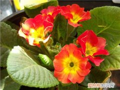 报春花花语是什么 报春花功效与作用有哪些