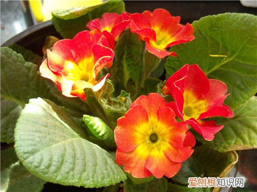 报春花花语是什么 报春花功效与作用有哪些