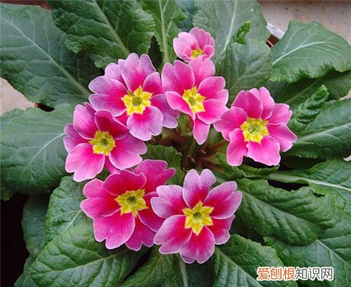 报春花花语是什么 报春花功效与作用有哪些