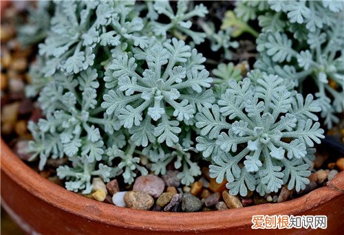 芙蓉菊的功效与作用 芙蓉菊可以治小儿腹泻吗