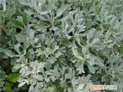 芙蓉菊的功效与作用 芙蓉菊可以治小儿腹泻吗