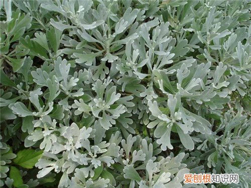 芙蓉菊的功效与作用 芙蓉菊可以治小儿腹泻吗