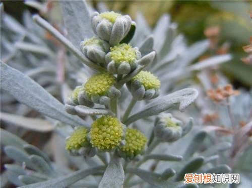 芙蓉菊的功效与作用 芙蓉菊可以治小儿腹泻吗