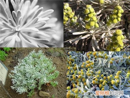 芙蓉菊的功效与作用 芙蓉菊可以治小儿腹泻吗