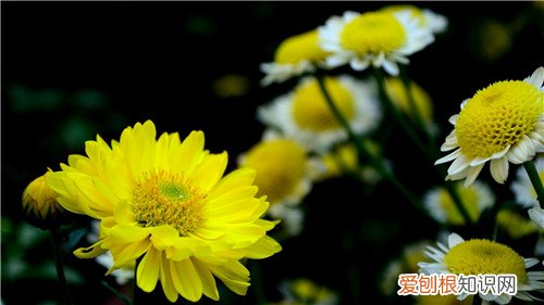 菊花的象征意义详解 这就是古人喜欢菊花的原因