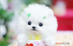 ?茶杯犬为什么不能养原因有哪些