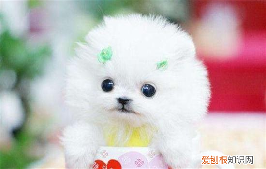 ?茶杯犬为什么不能养原因有哪些