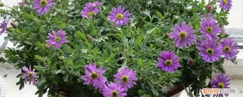 夏天姬小菊的养殖方法 姬小菊的养殖方法与注意事项