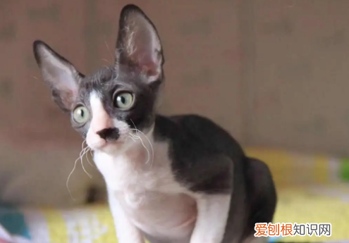 卷毛猫有几个品种 卷毛猫有哪些品种