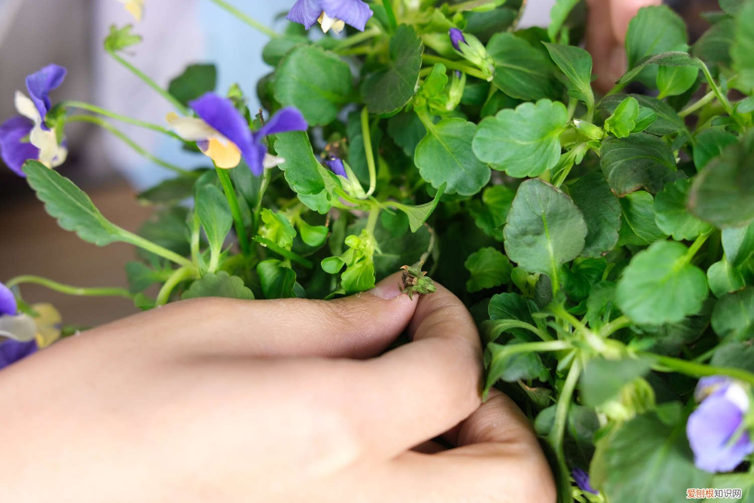 角堇夏季怎样养护 角堇的养殖方法和注意事项