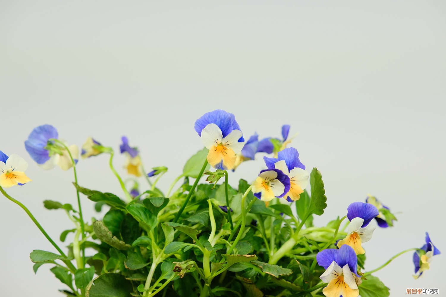 角堇夏季怎样养护 角堇的养殖方法和注意事项