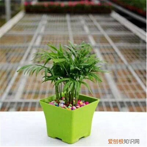 袖珍椰子树适合放卧室么 养袖珍椰子树要注意什么