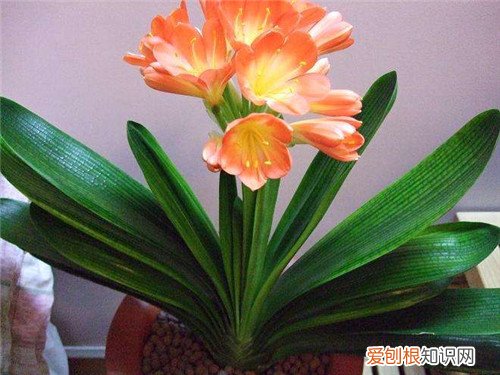 君子兰的养殖方法详解 养殖君子兰就是这么简单