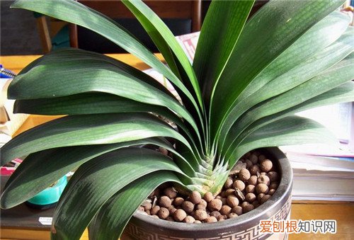 君子兰的养殖方法详解 养殖君子兰就是这么简单