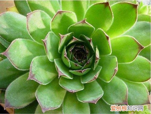 观音莲花语是什么 观音莲的四个养护技巧