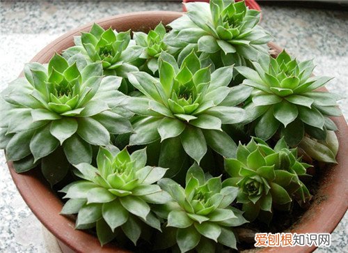 观音莲花语是什么 观音莲的四个养护技巧