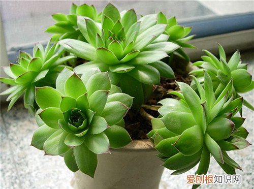 观音莲花语是什么 观音莲的四个养护技巧