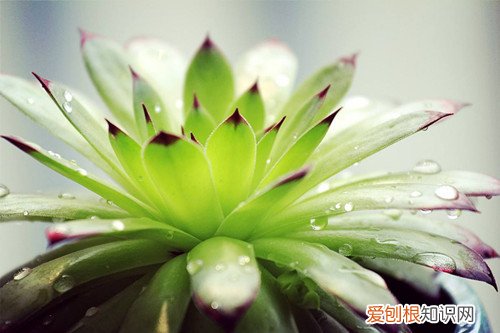 观音莲花语是什么 观音莲的四个养护技巧