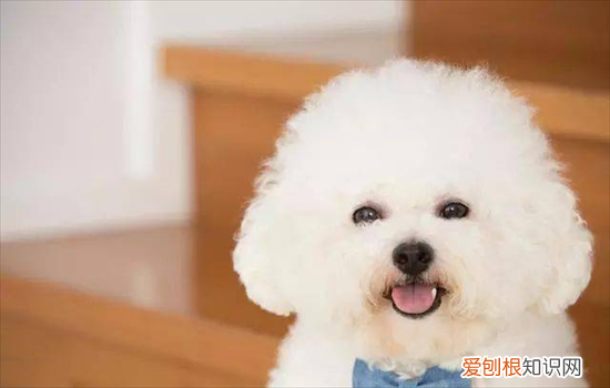 ?小体型狗狗品种有哪些