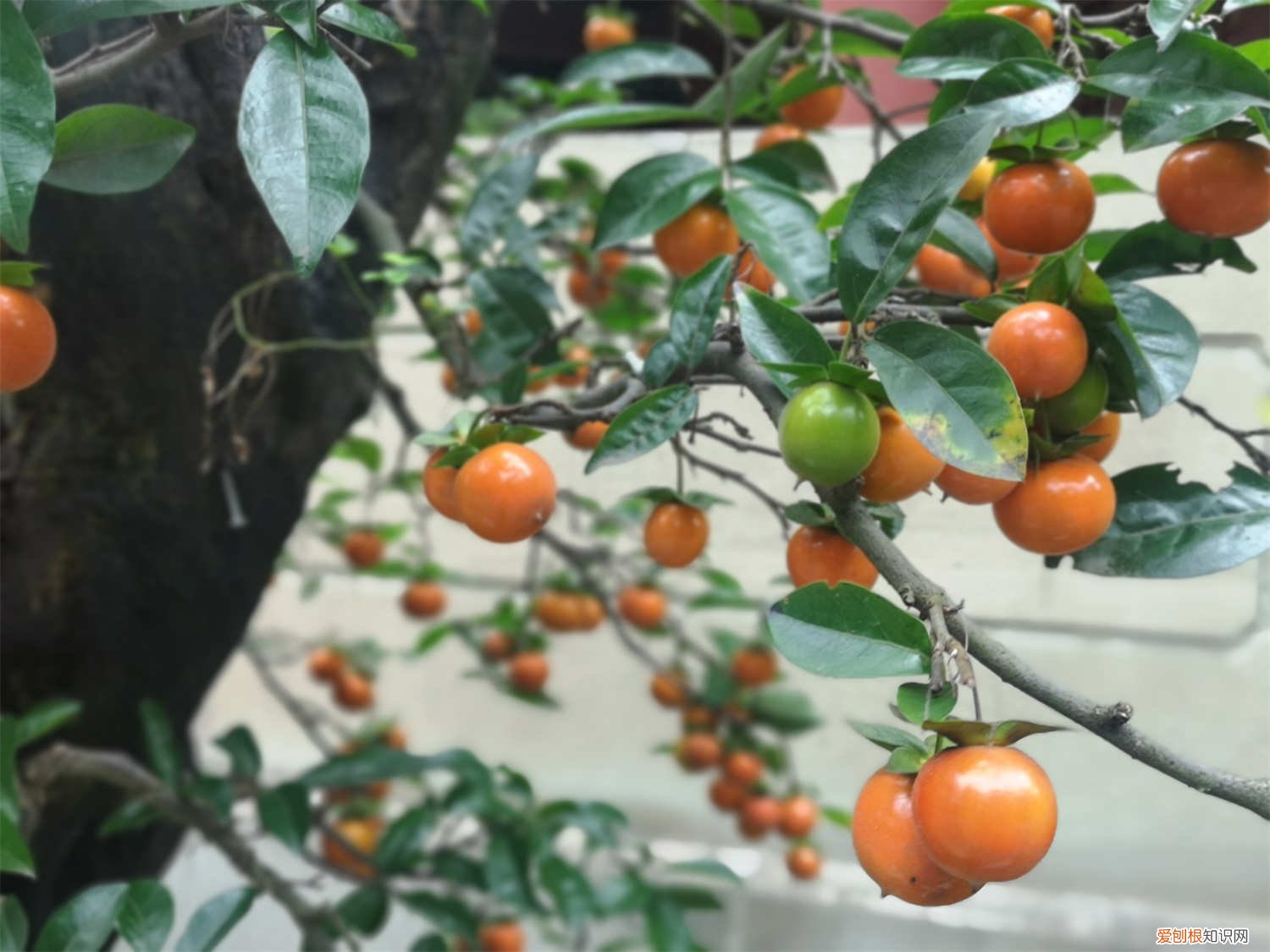 金弹子盆景冬天的养护 金弹子盆景怎么养护和过冬