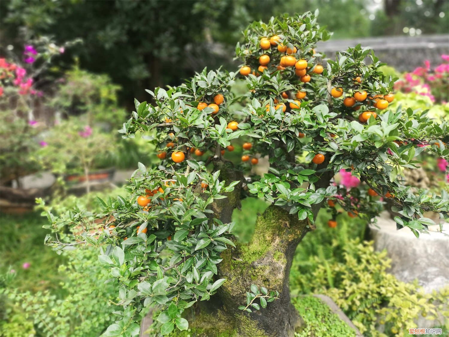 野生金弹子下山桩怎么栽培 金弹子下山桩怎样才能养活,栽培技巧