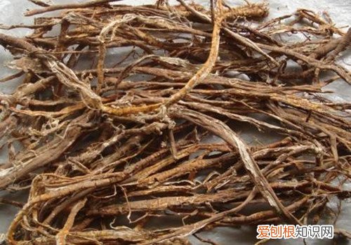 桑树根皮有什么价值 是真的能治疗脱发吗