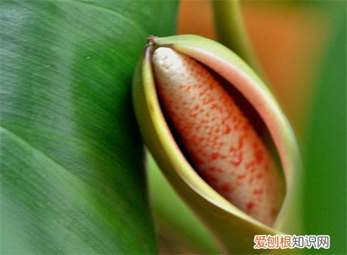 绿萝花的功效与作用 绿萝花多少钱一斤