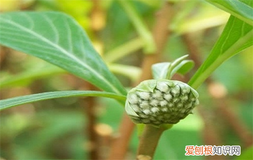 绿萝花的功效与作用 绿萝花多少钱一斤