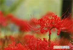 不同国家彼岸花的花语是什么 彼岸花什么时候开花