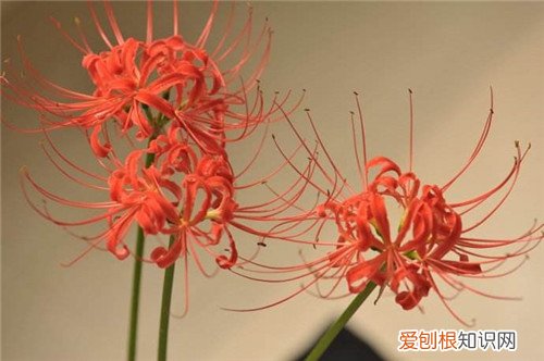 不同国家彼岸花的花语是什么 彼岸花什么时候开花