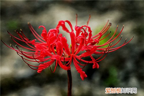 不同国家彼岸花的花语是什么 彼岸花什么时候开花