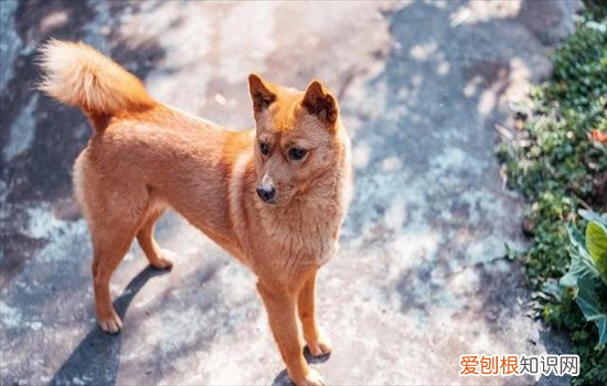 ?田园犬和柴犬的区别