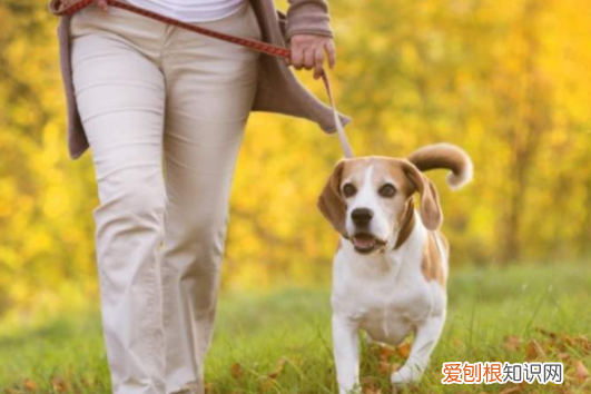 不遛狗的后果有哪些 不遛狗会怎么样