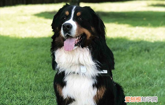 ?伯恩山犬寿命真的短吗