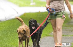 遛狗如何让狗快速排便 遛狗时让狗狗快点排便