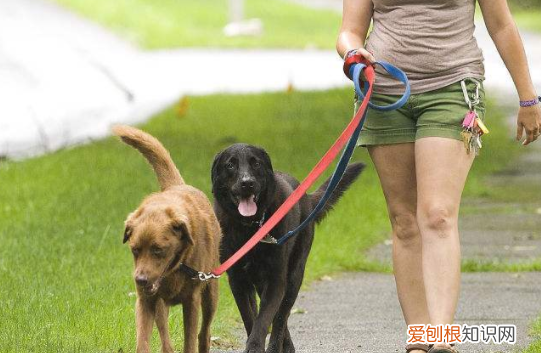 遛狗如何让狗快速排便 遛狗时让狗狗快点排便