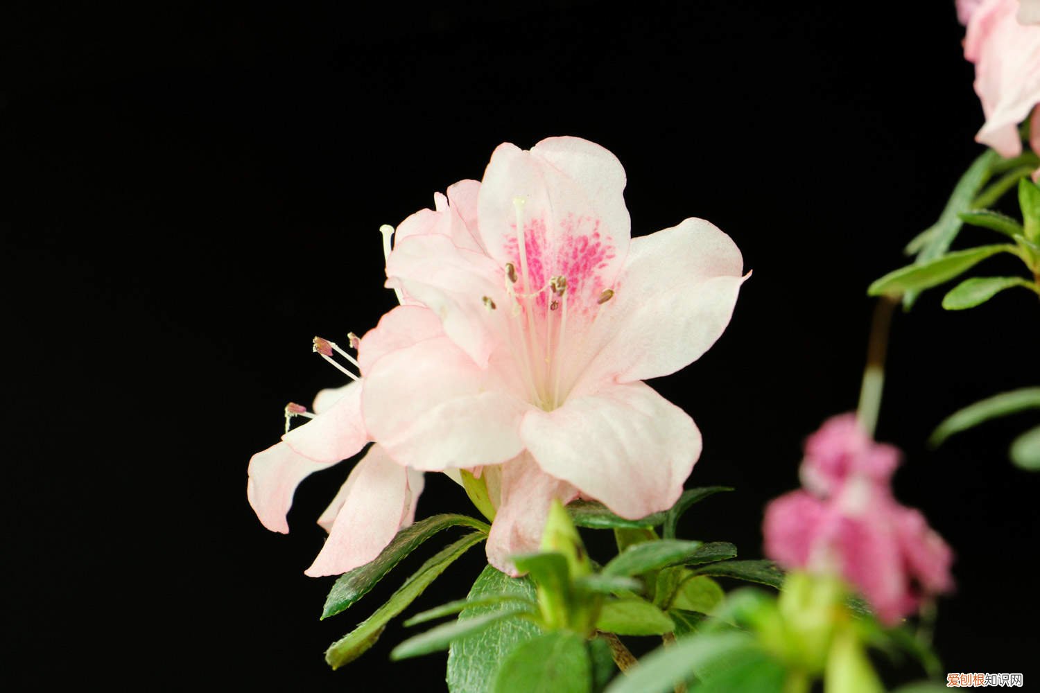 杜鹃花脱落叶子怎么补救呢? 杜鹃花掉叶子是怎么回事,怎么补救