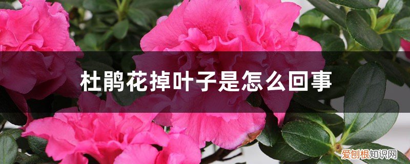 杜鹃花脱落叶子怎么补救呢? 杜鹃花掉叶子是怎么回事,怎么补救