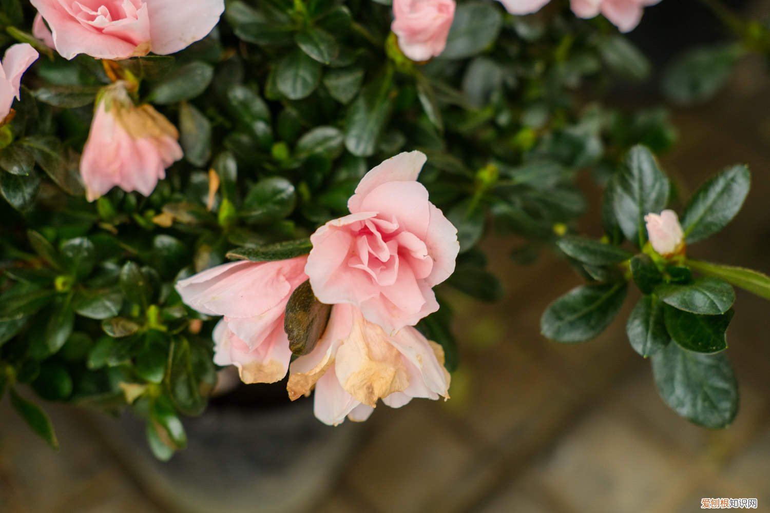 杜鹃花脱落叶子怎么补救呢? 杜鹃花掉叶子是怎么回事,怎么补救