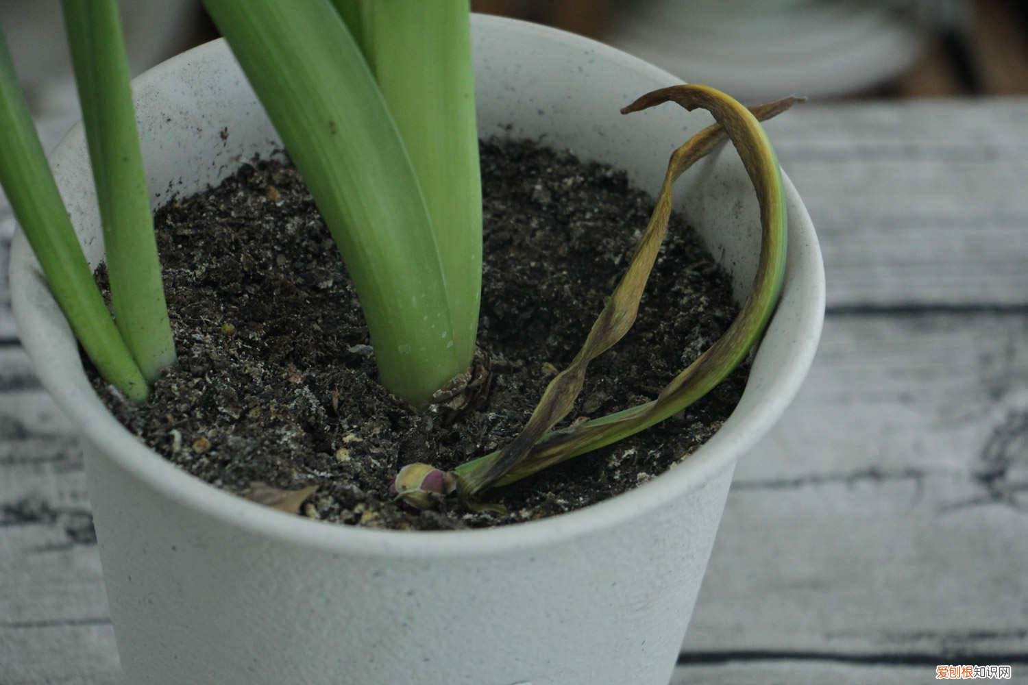 风信子开完花以后怎么处理 风信子开完花后怎么处理,怎么留种