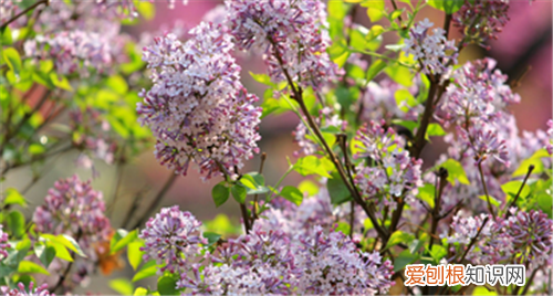 丁香花图片丁香花价值与养殖特点