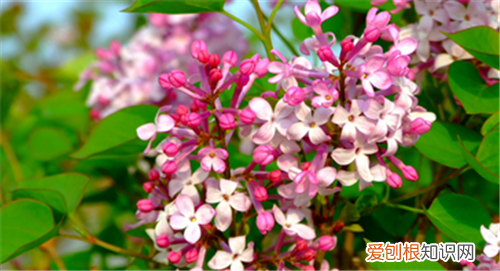 丁香花图片丁香花价值与养殖特点