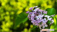 丁香花图片丁香花价值与养殖特点