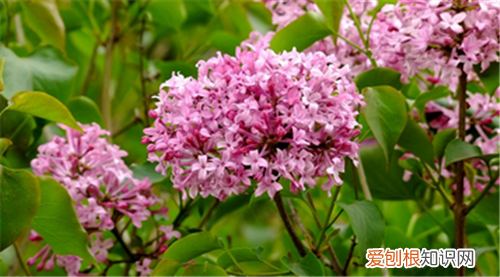 丁香花图片丁香花价值与养殖特点