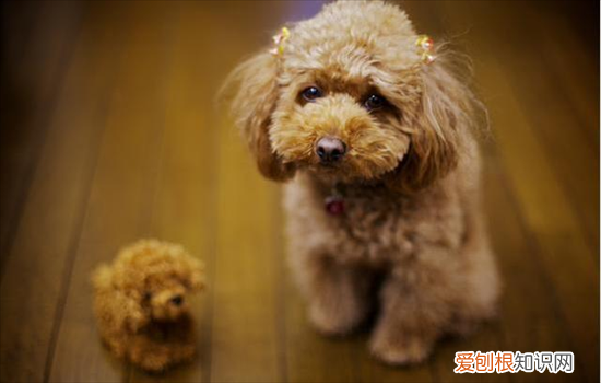 ?泰迪纯种和不纯有什么区别