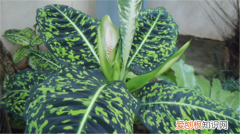 花叶万年青的作用花叶万年青带有毒性吗